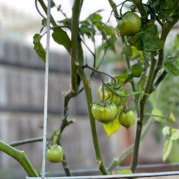 Hello + Welcome to my Little Homestead 👋 - Picture 12 of 16